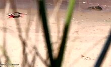 Λεπτή καστανή καβαλάει ένα χοντρό κόκορα σε μια παραλία